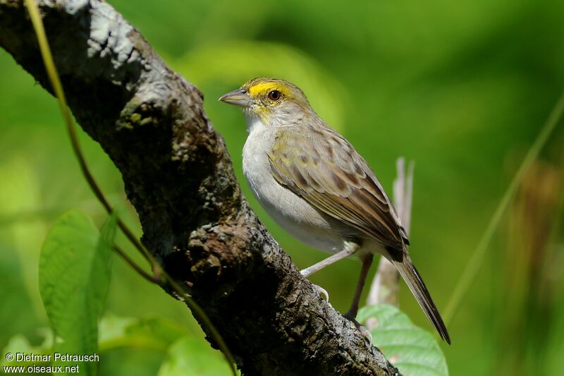 Yellow-browed Sparrowadult