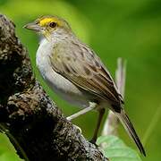 Yellow-browed Sparrow