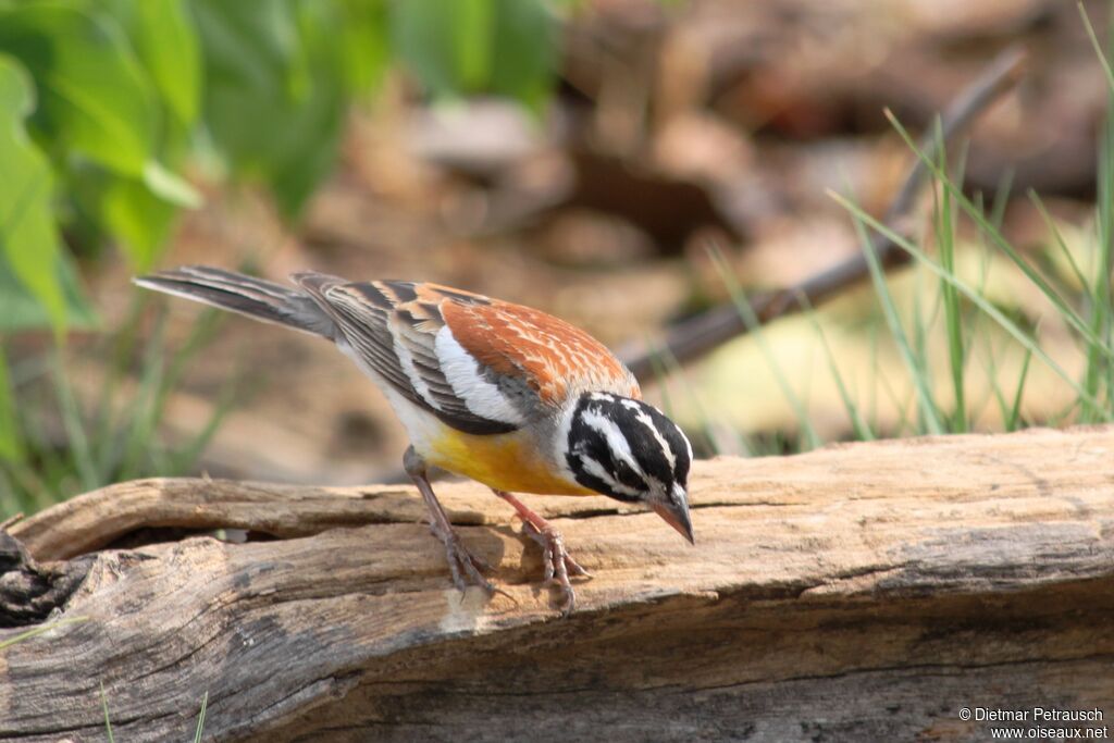 Golden-breasted Buntingadult