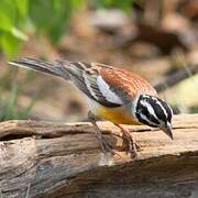 Golden-breasted Bunting