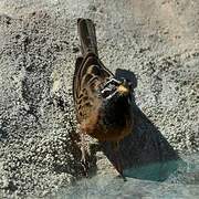 Cinnamon-breasted Bunting