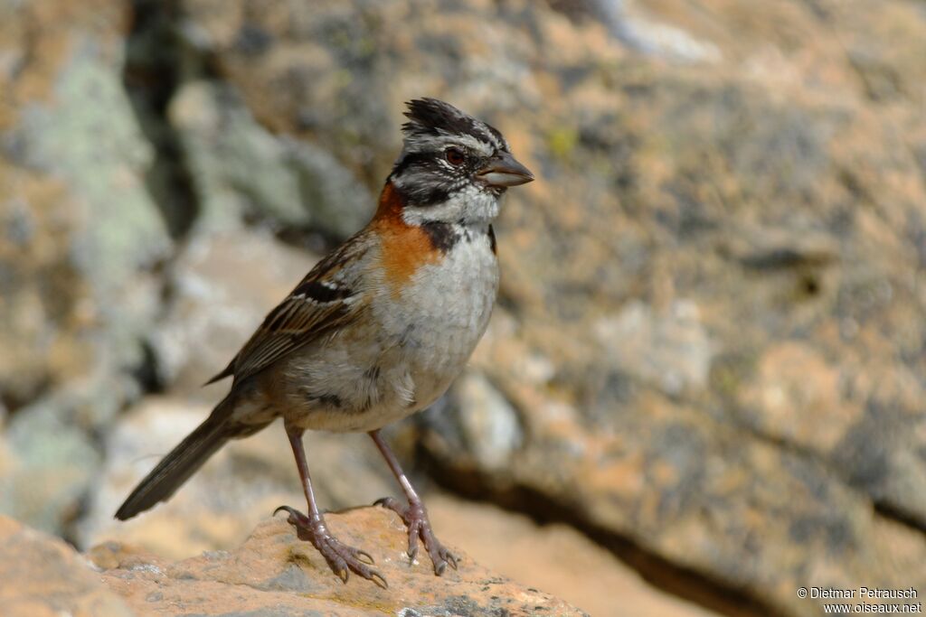 Rufous-collared Sparrowadult