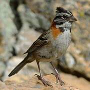 Rufous-collared Sparrow