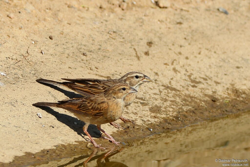 Lark-like Buntingadult