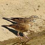 Bruant des rochers