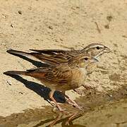 Lark-like Bunting