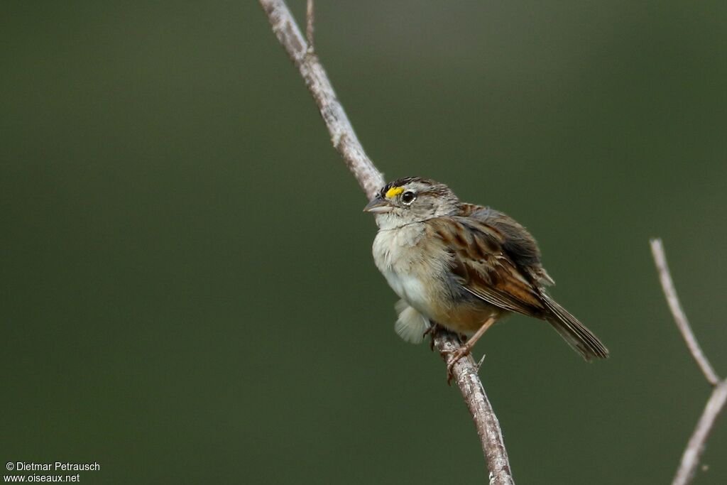 Grassland Sparrowadult