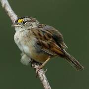 Grassland Sparrow