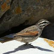 Cape Bunting