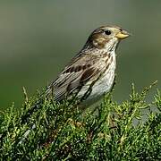 Corn Bunting