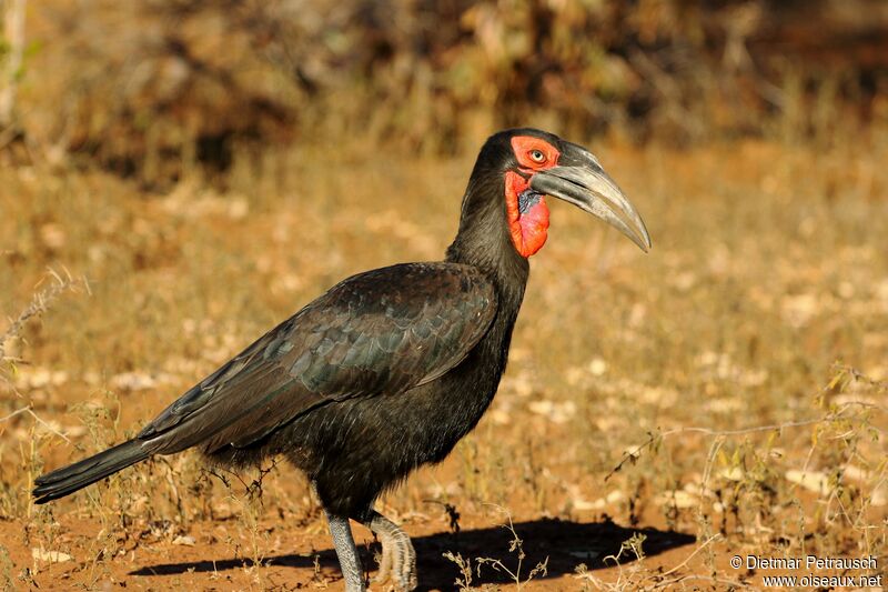 Southern Ground Hornbill female adult