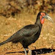 Southern Ground Hornbill