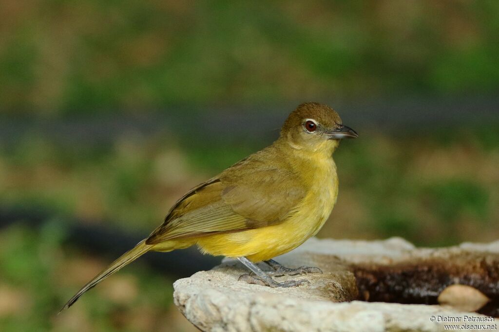 Yellow-bellied Greenbuladult