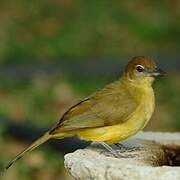 Yellow-bellied Greenbul