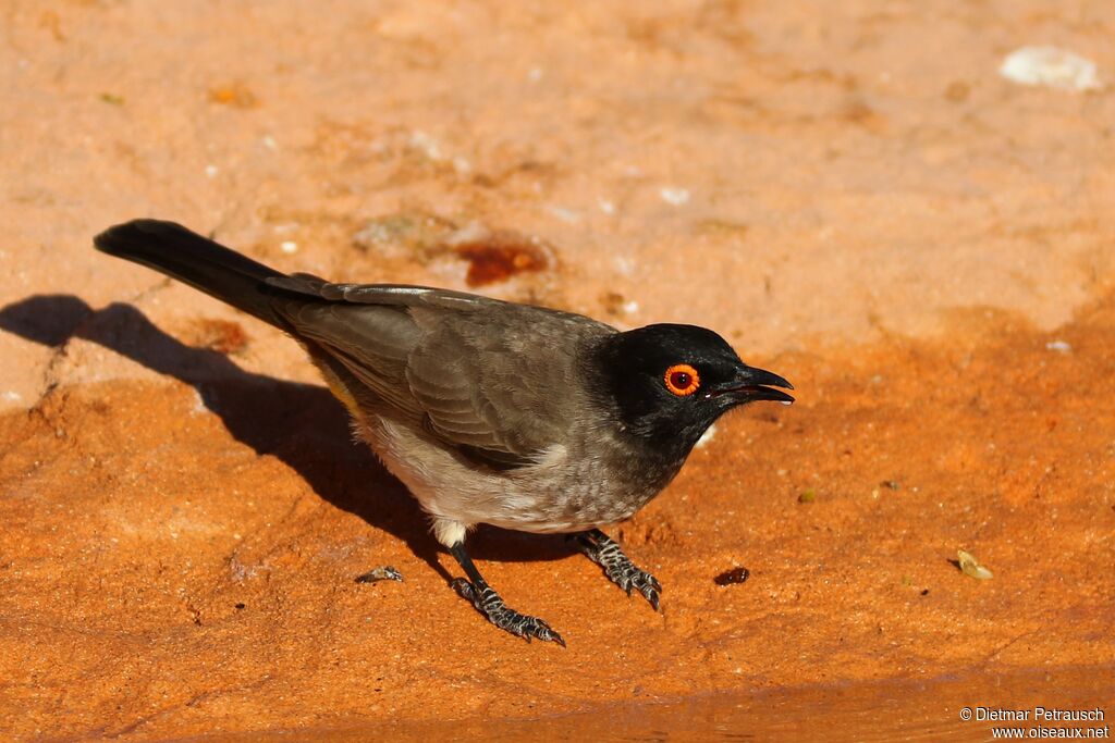 Bulbul brunoiradulte