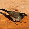 Bulbul brunoir