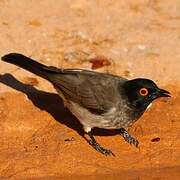 African Red-eyed Bulbul