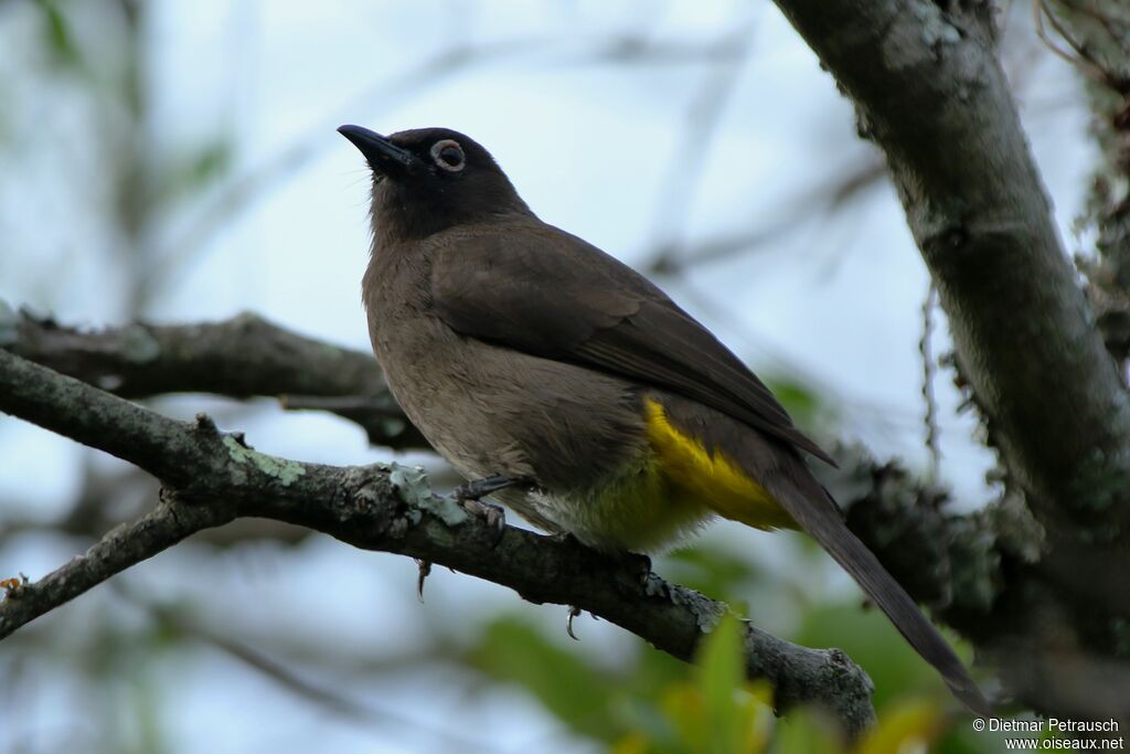 Bulbul du Capadulte