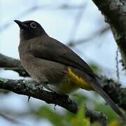 Cape Bulbul