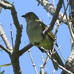 Bulbul importun