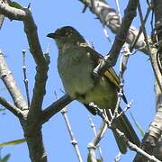 Bulbul importun