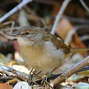 Terrestrial Brownbul