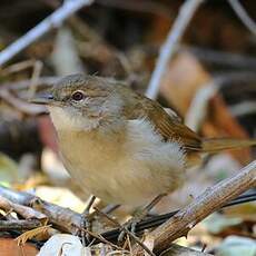 Bulbul jaboteur