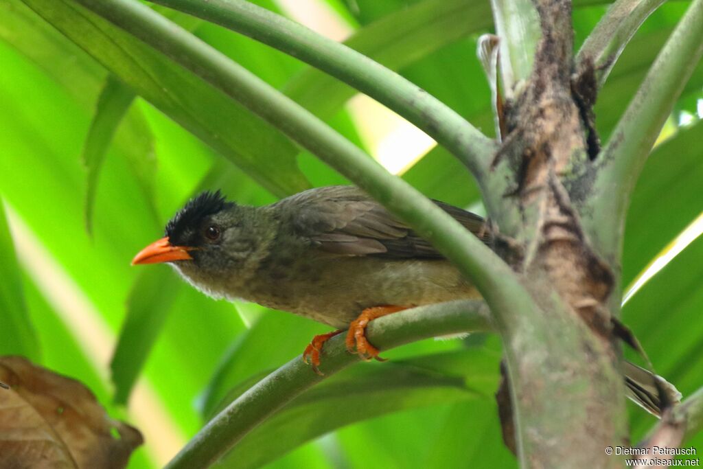 Bulbul merleadulte