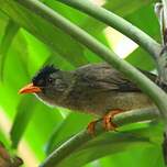 Bulbul merle