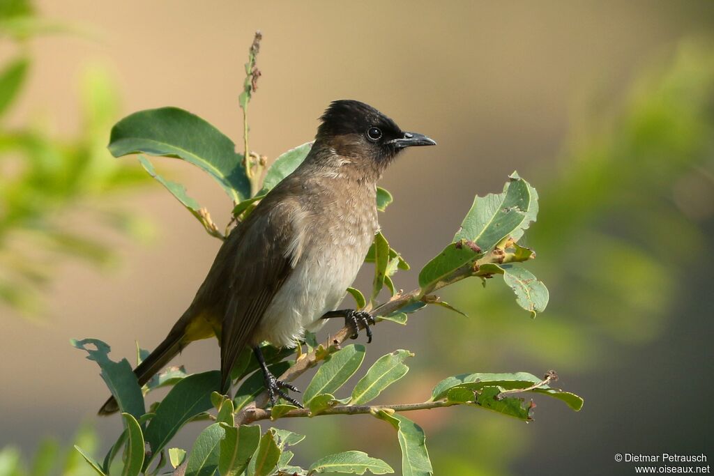 Bulbul tricoloreadulte