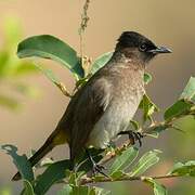 Dark-capped Bulbul