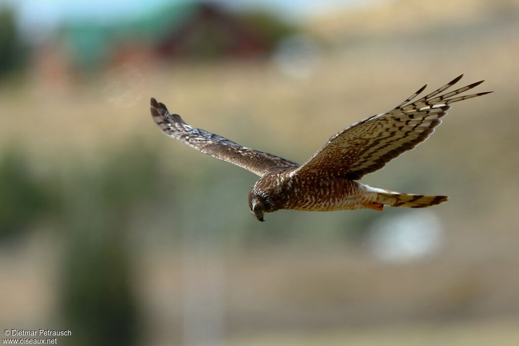 Cinereous Harrieradult