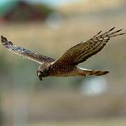 Cinereous Harrier