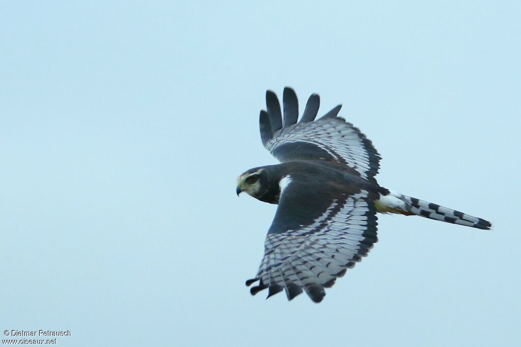 Long-winged Harrieradult