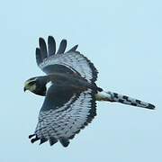 Long-winged Harrier