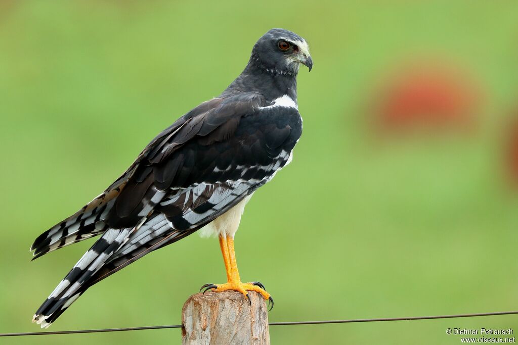 Long-winged Harrieradult