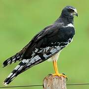 Long-winged Harrier