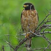 Roadside Hawk