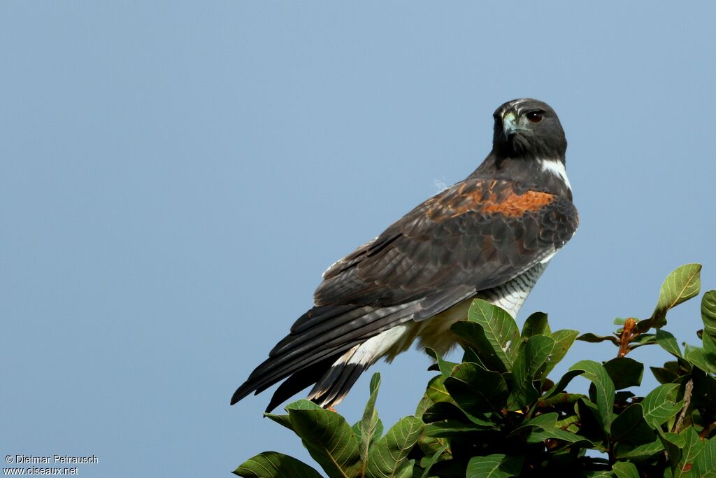 White-tailed Hawkadult