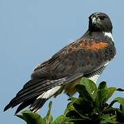 White-tailed Hawk