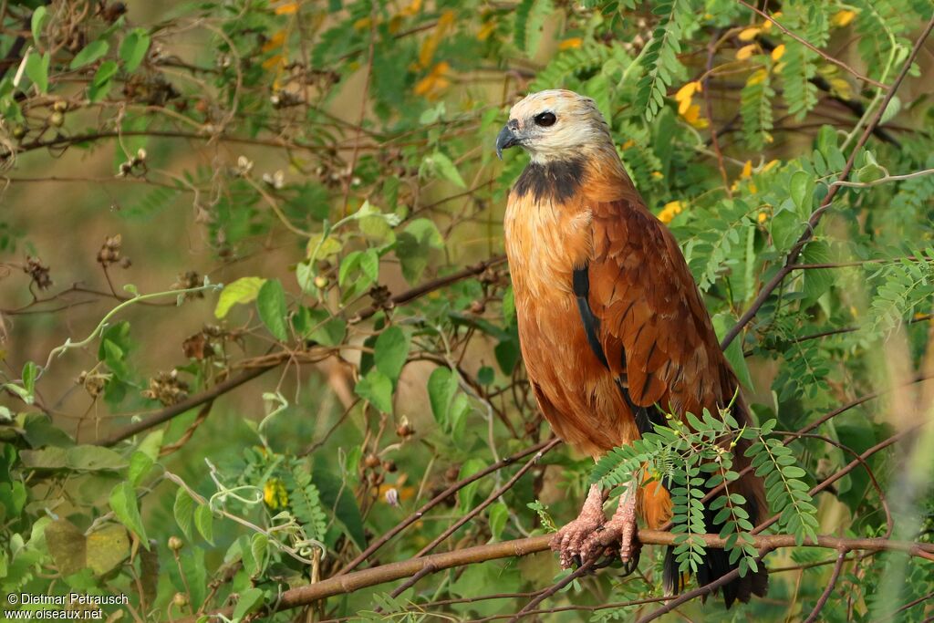 Black-collared Hawkadult