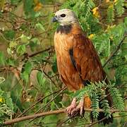 Black-collared Hawk