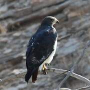 Augur Buzzard