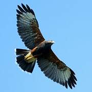 Harris's Hawk