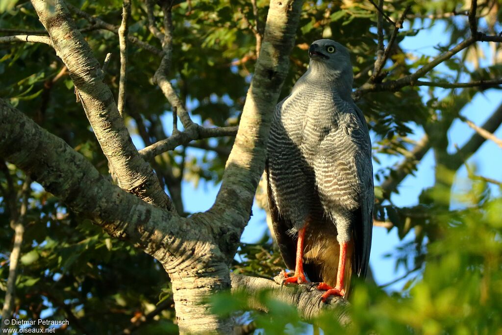 Crane Hawkadult