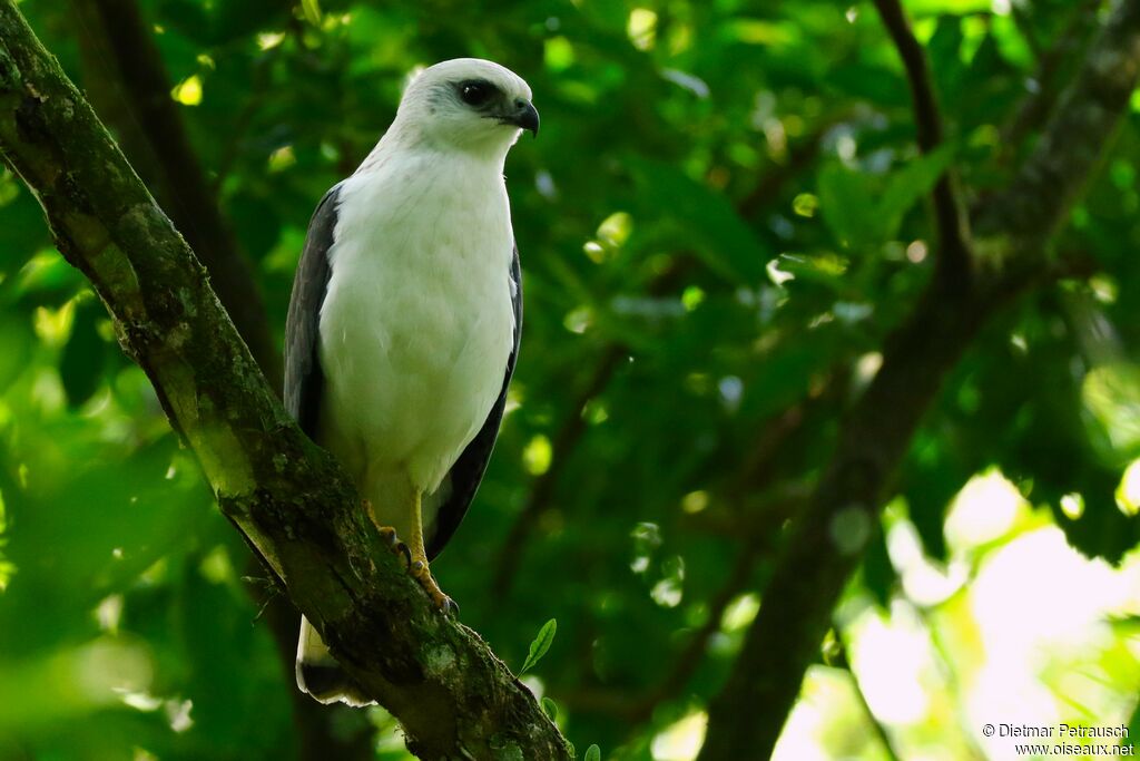 White-necked Hawkadult