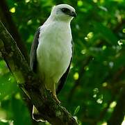 White-necked Hawk