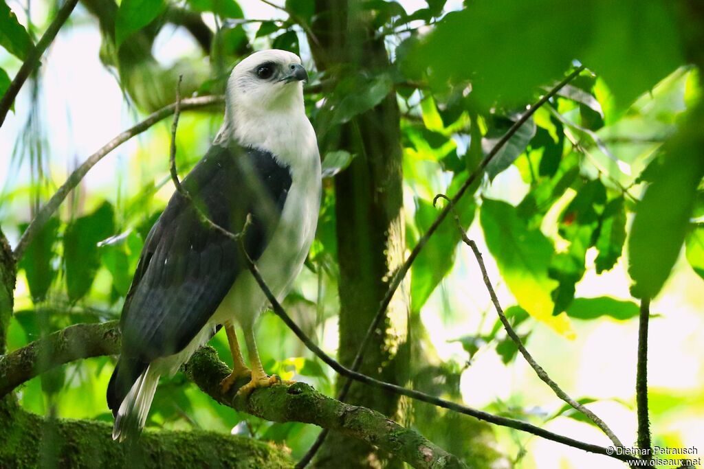 White-necked Hawkadult