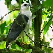 White-necked Hawk