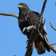 Jackal Buzzard